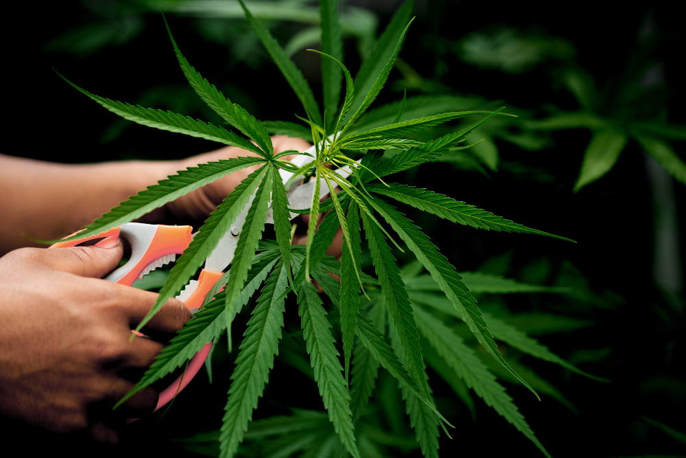 Grow Tents for Marijuana